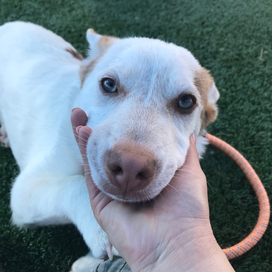 Ollie — thumbnail 3