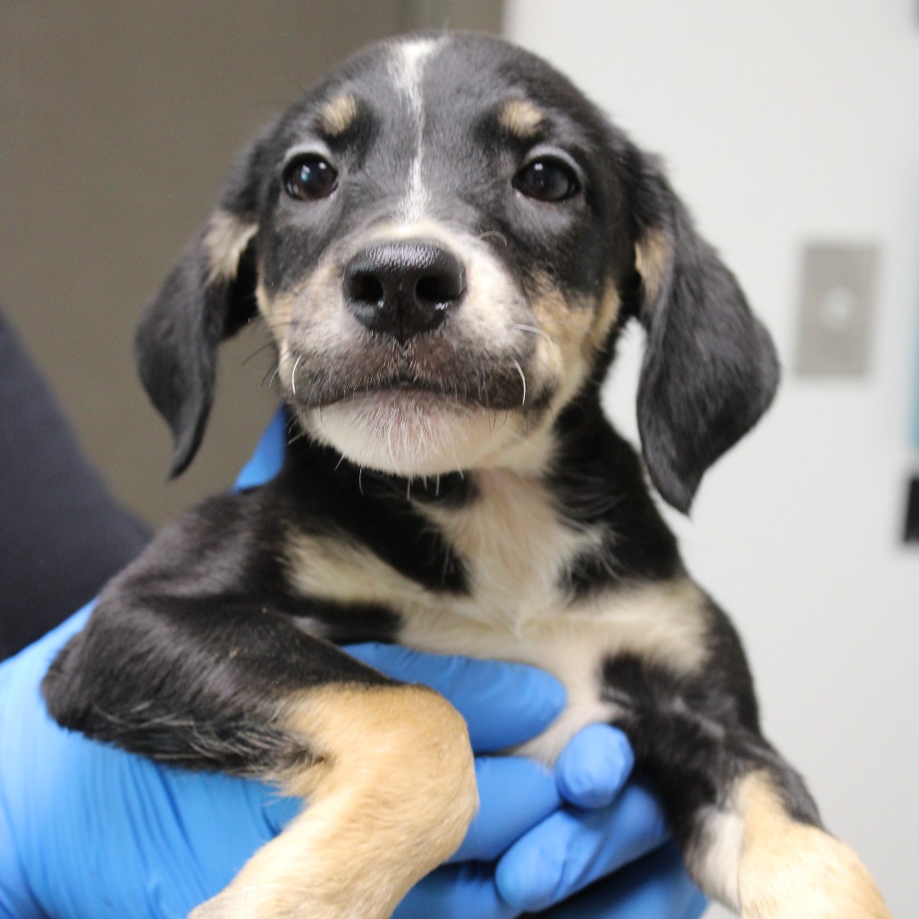 PUFF - Shepherd, German / Beagle available for adoption
