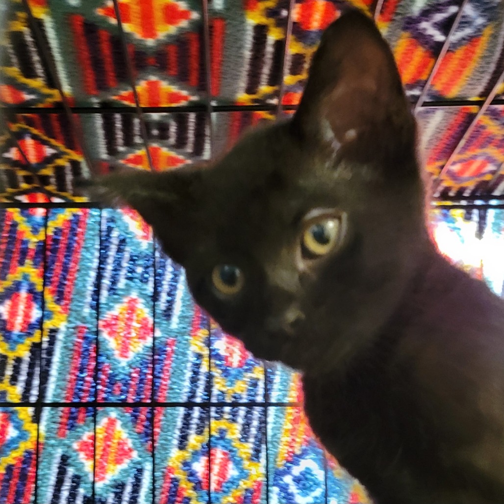 CACHE - Domestic Shorthair available for adoption