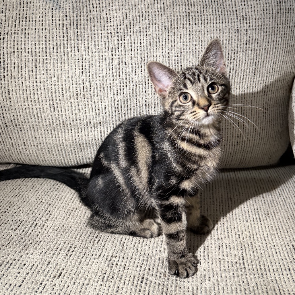 JOSEPHINE (JOJO) - Domestic Shorthair for adoption in Sandy Springs