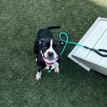 Photo of Stella 3