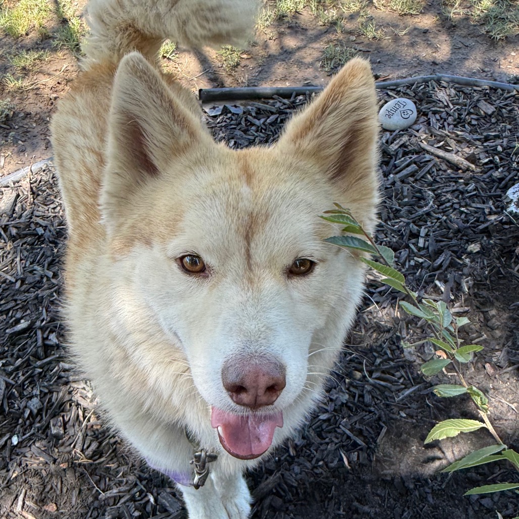 Rusty, photo 13