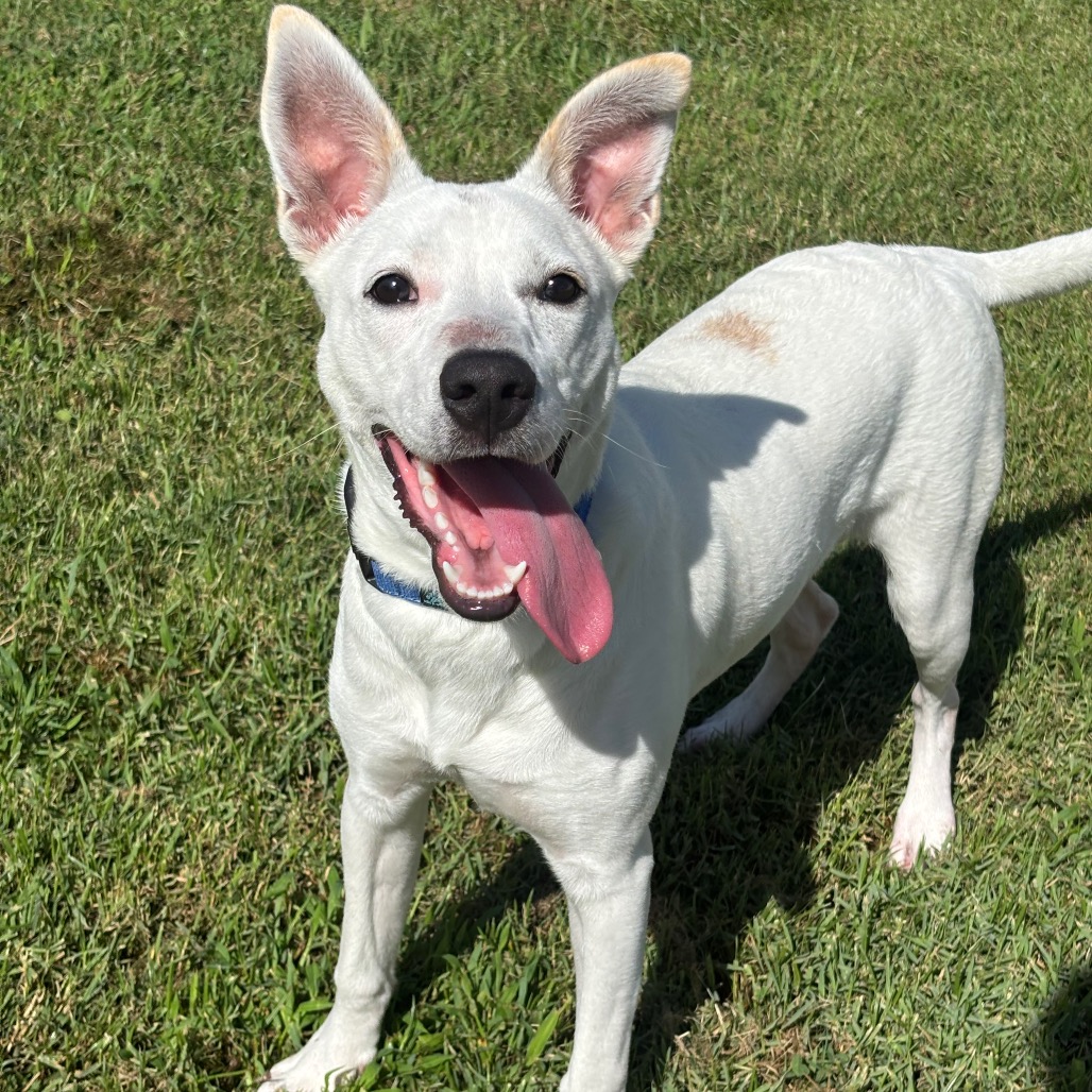 LILLY - Terrier / Mixed Breed (Medium) for adoption in League City