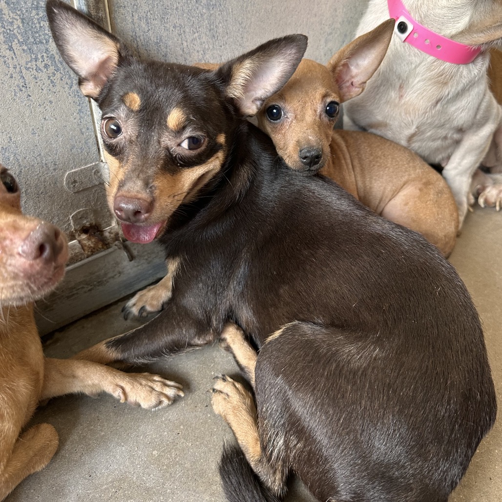 BLOSSOM (BOBCAT) - Chihuahua available for adoption