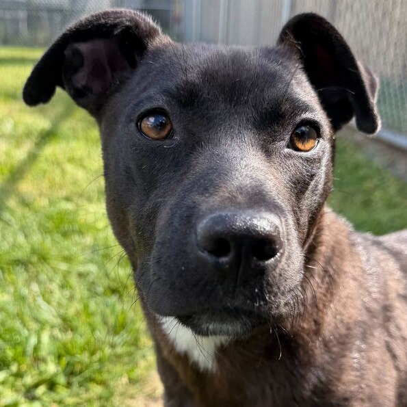 WHISPER - Retriever, Labrador / Mixed Breed (Medium) available for adoption