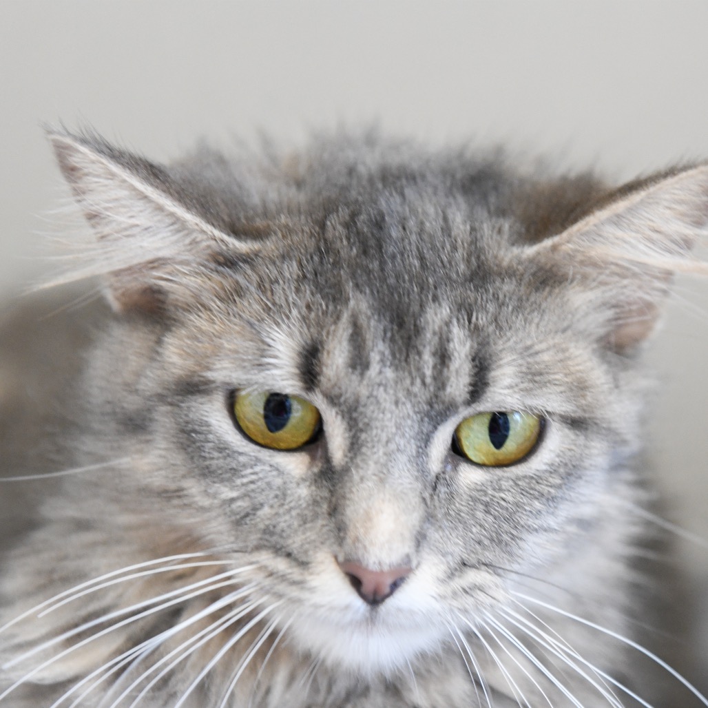 Lion's Mane  - Domestic Longhair