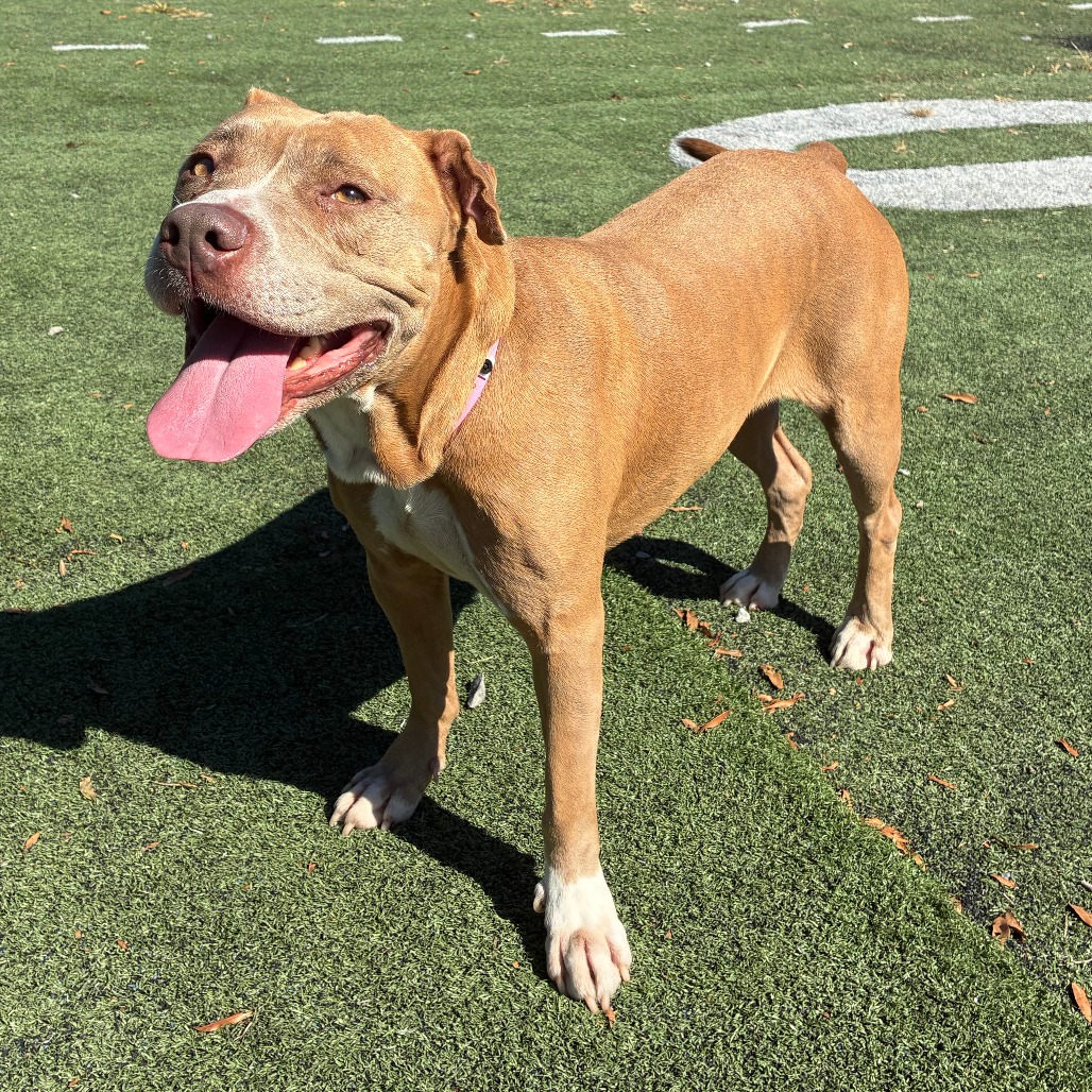 Olive (Formerly Copper), photo 10