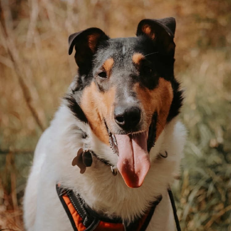 Odin