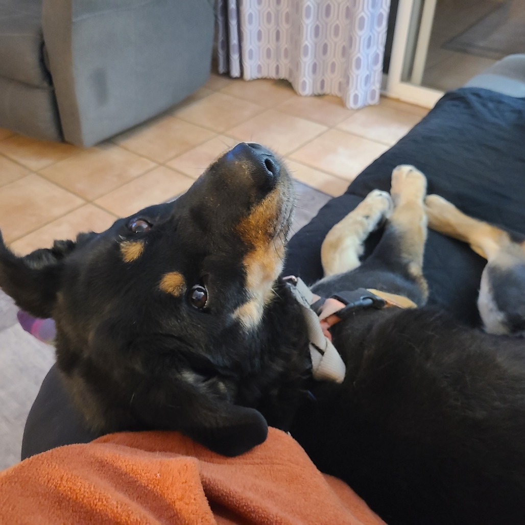 Roxy, photo 16