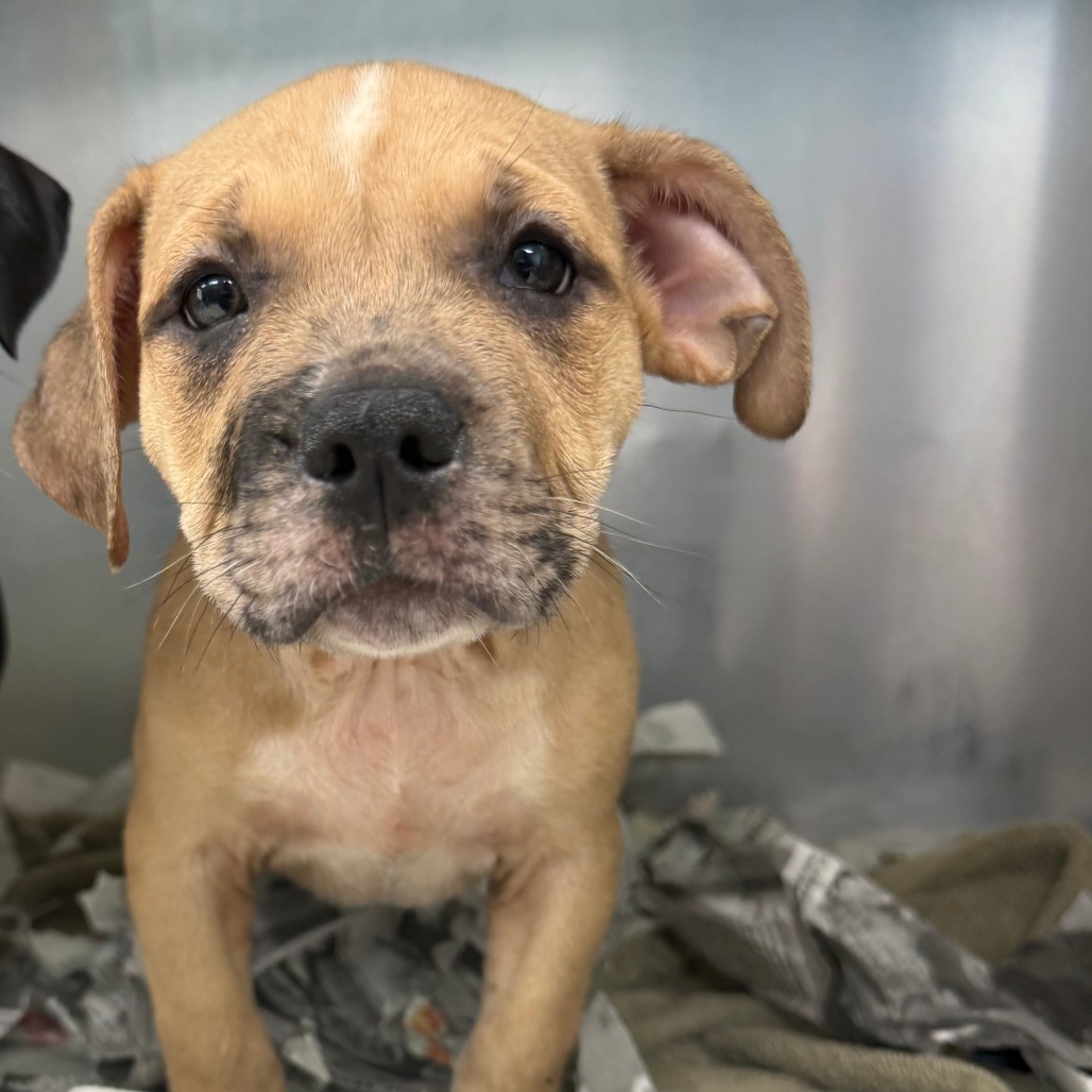 AGNUS - Terrier / American Pit Bull available for adoption
