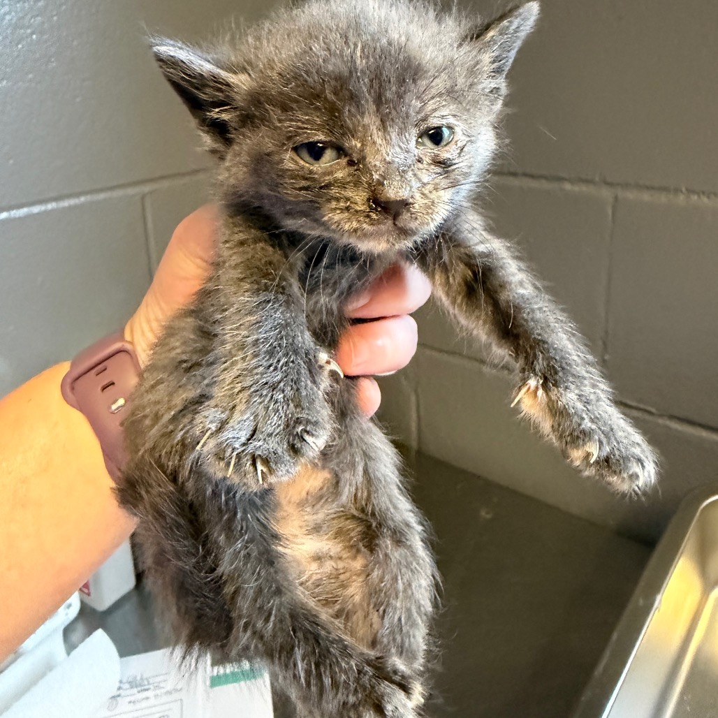 Tusc Stray 84428 2 3 4 5 6