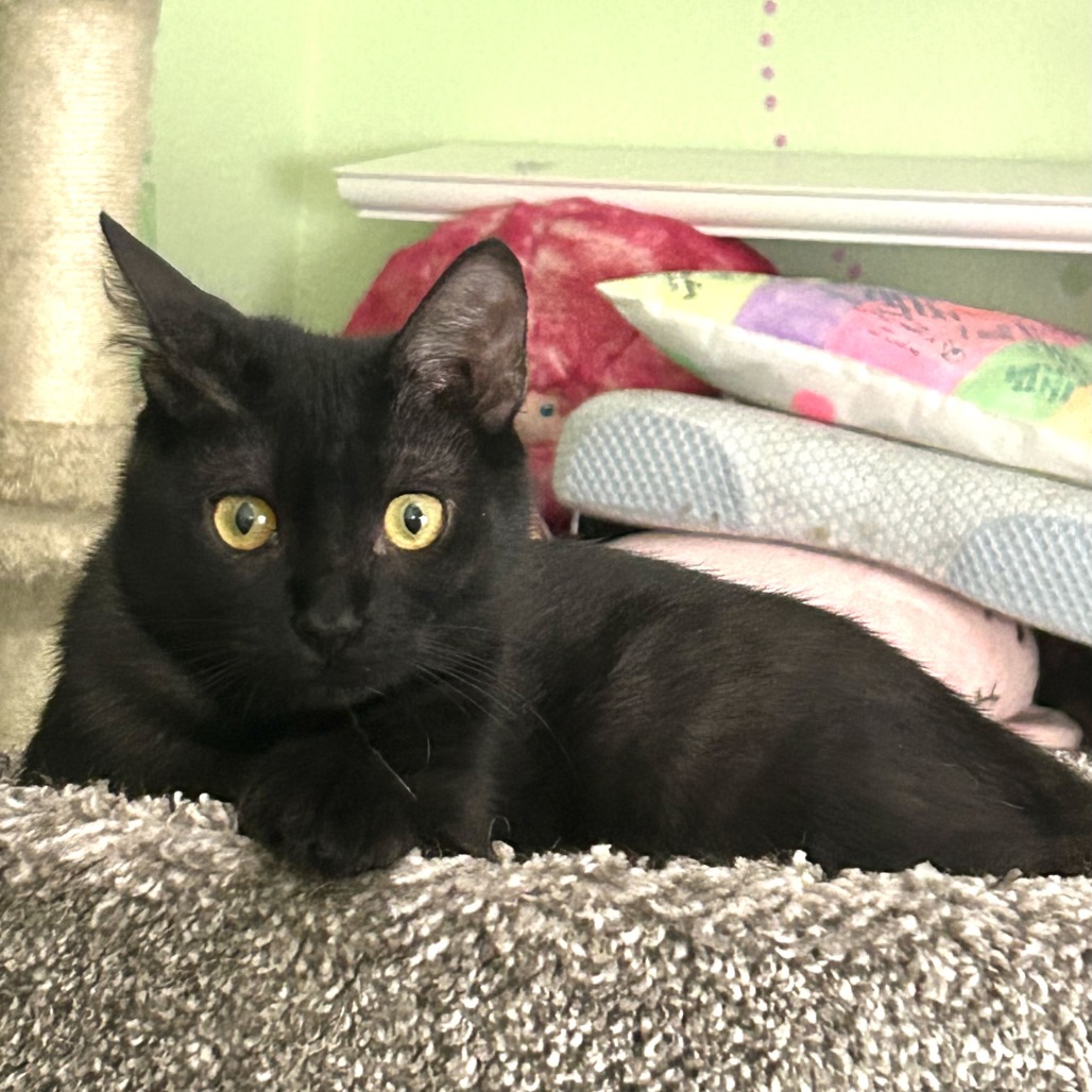 Kahlua