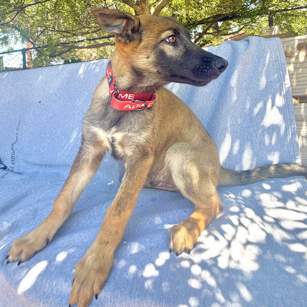 MISHKA, photo 2
