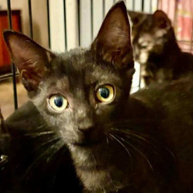 LORI - Domestic Shorthair / Mix available for adoption