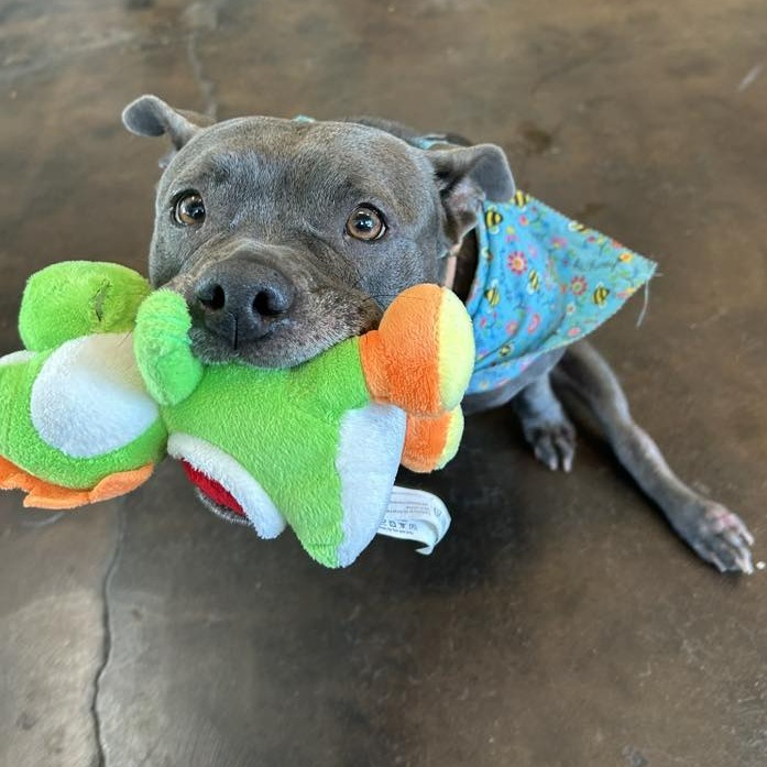 Streetcar Stella, adoptable senior dog