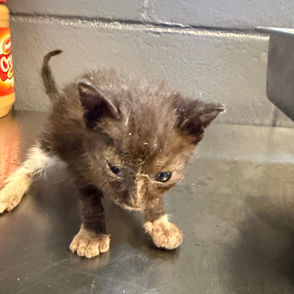 Tusc Stray 84518 2 3