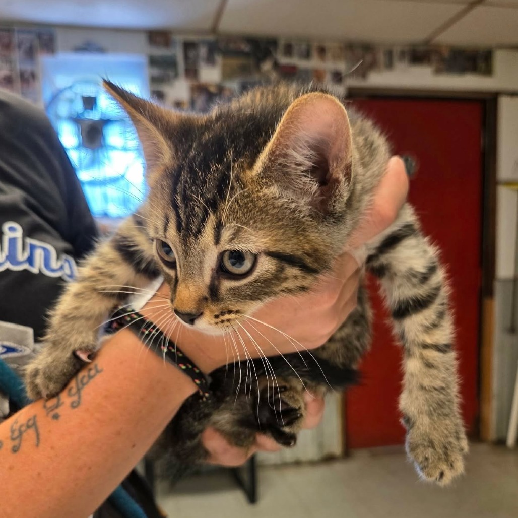 NICO - Domestic Shorthair available for adoption