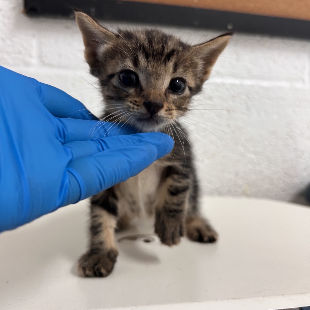 Nickel, available for adoption at PVAS