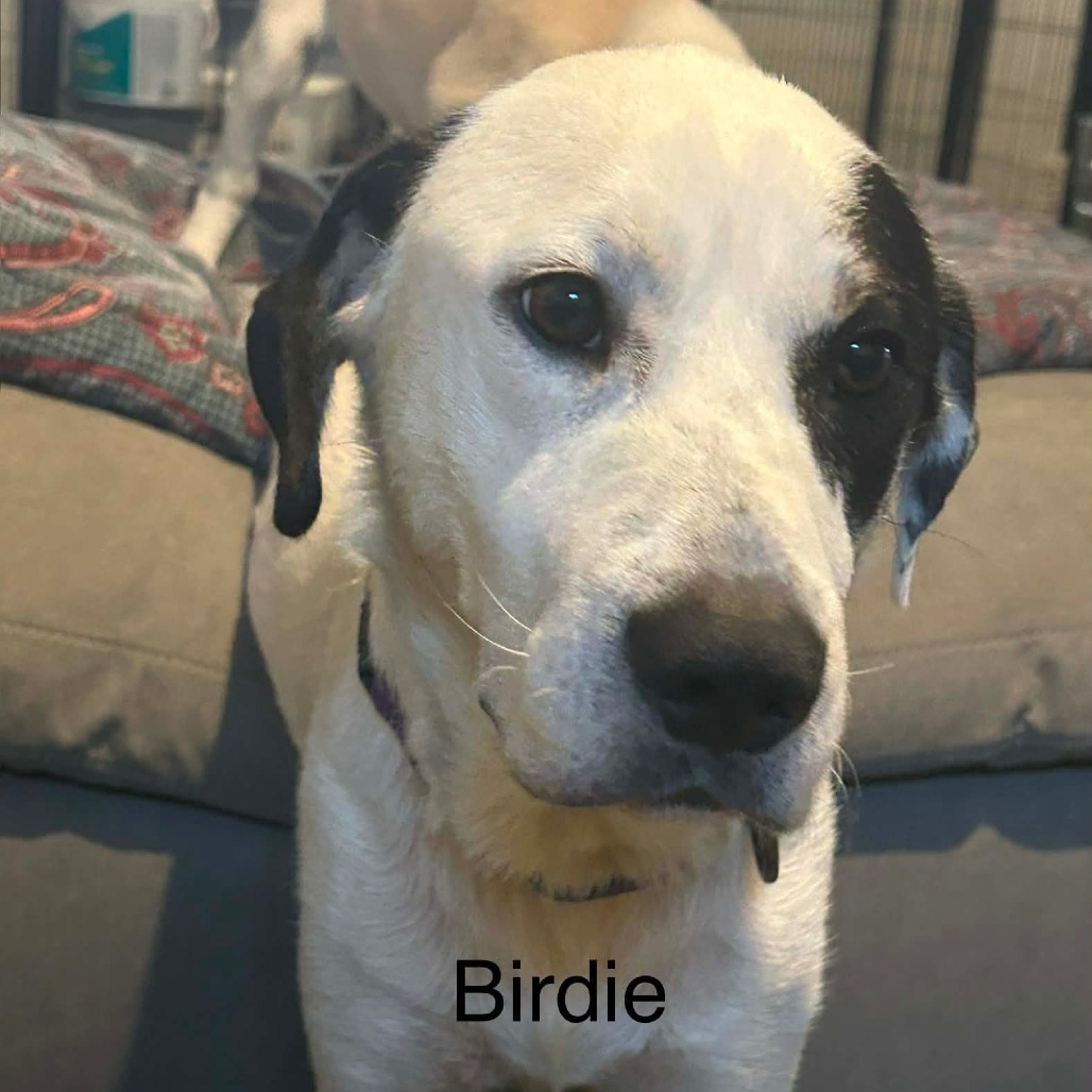 Jambalaya (birdie)