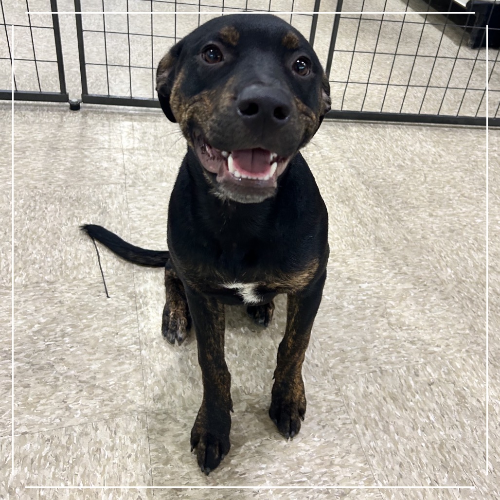BUZZ - Cattle Dog / Australian (Blue Heeler) available for adoption