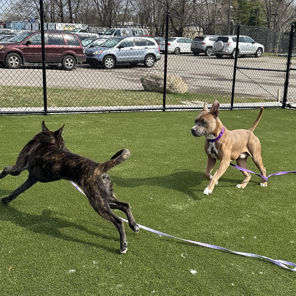 Juhad — thumbnail 3