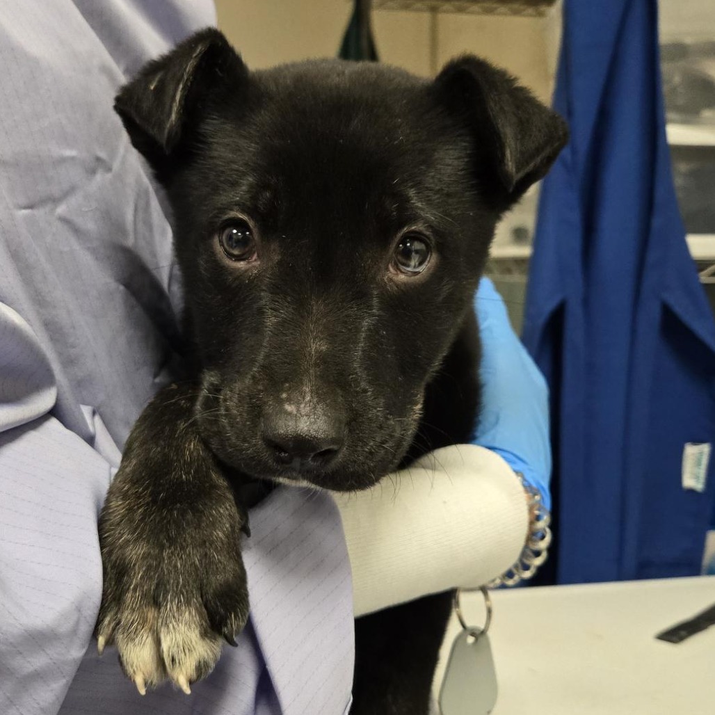 Cressida — thumbnail 2