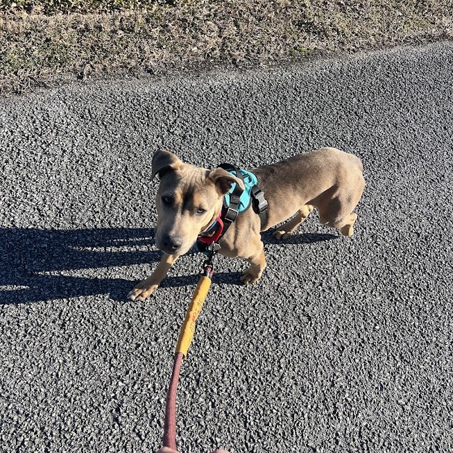 Aries — thumbnail 8