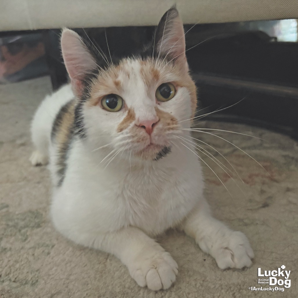 ANDARIEL - Domestic Shorthair available for adoption