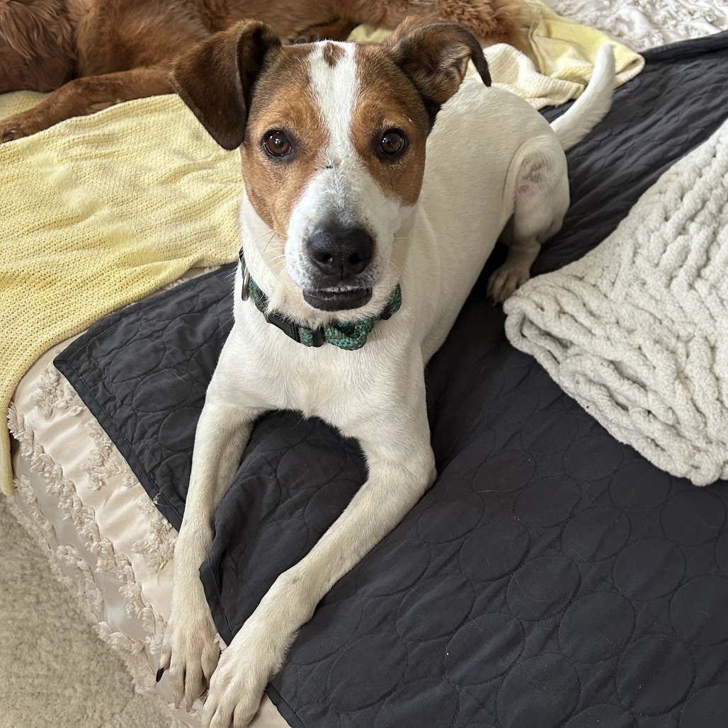 Danica- $90 Adoption Fee!
