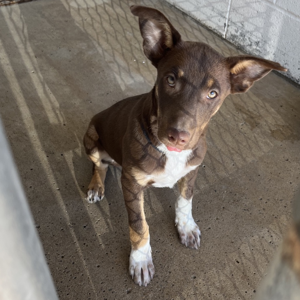 ESMER - Shepherd / Mixed Breed (Small) available for adoption