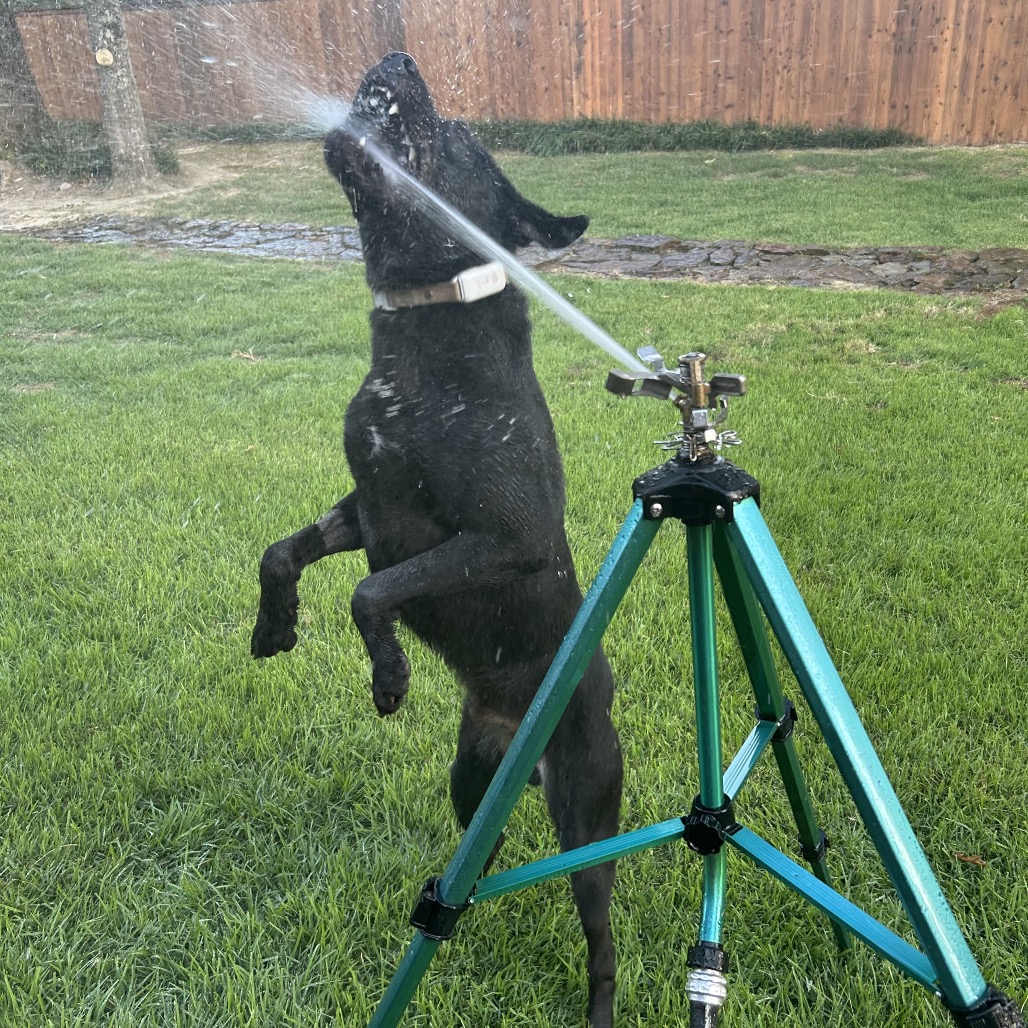 Jet, photo 18