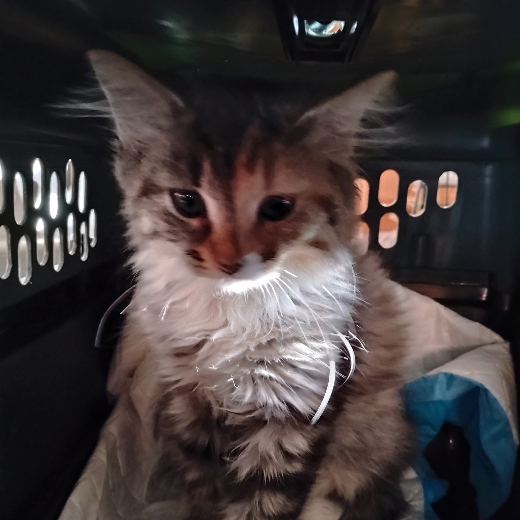 APPLESAUCE - Domestic Longhair available for adoption