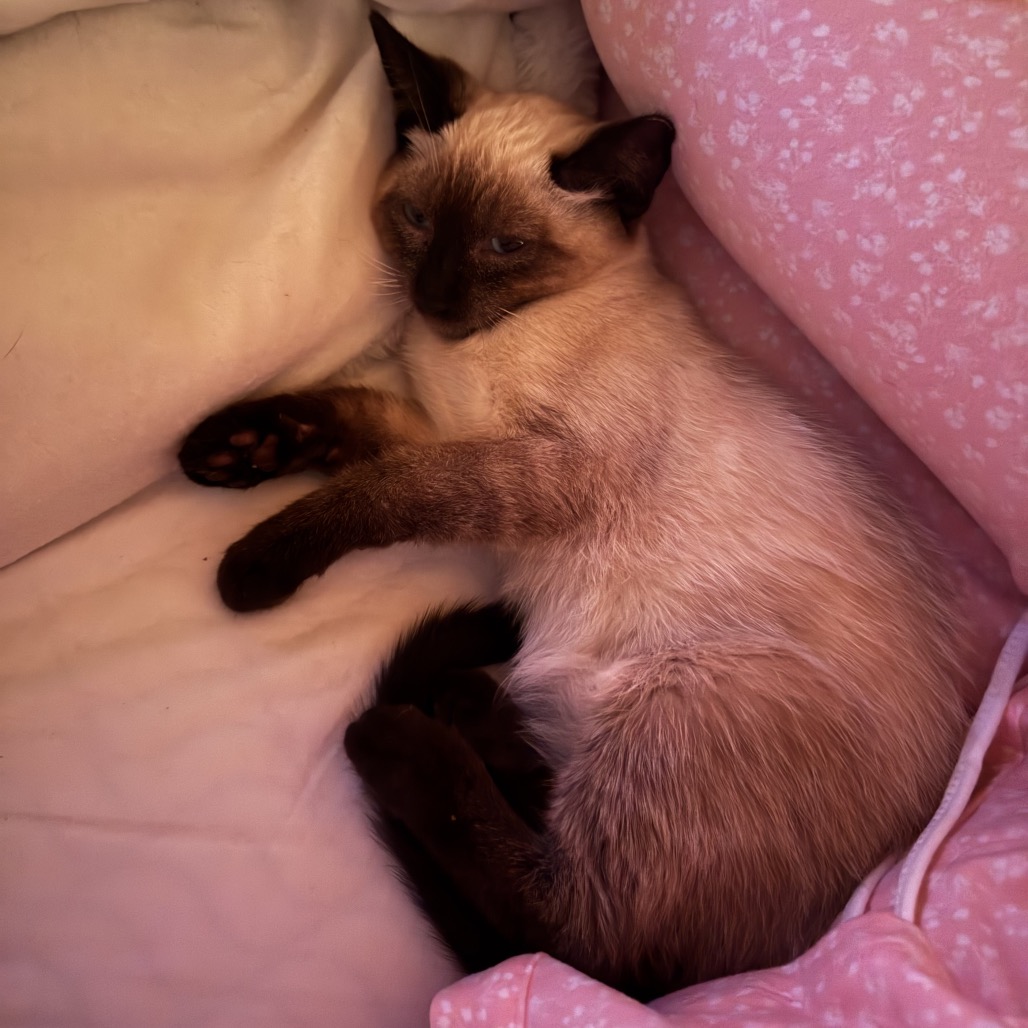 Milo Image