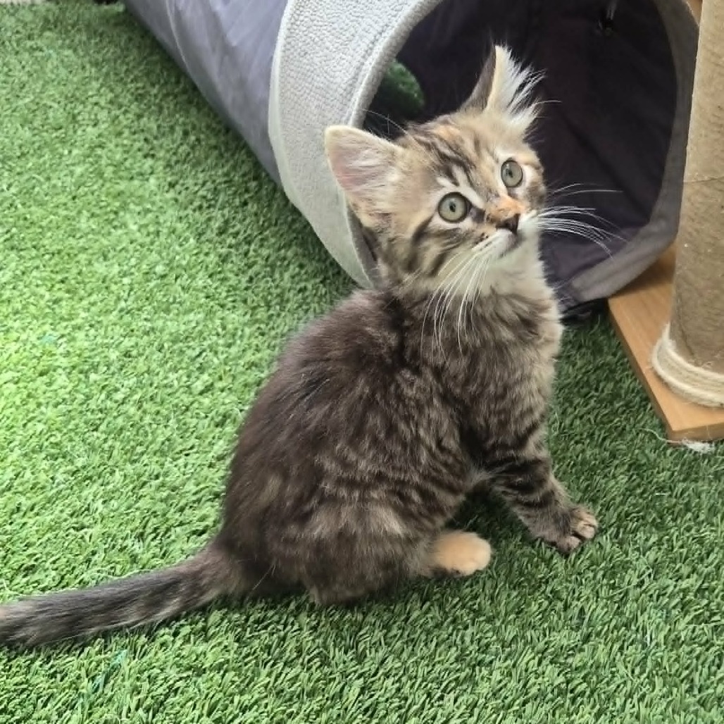ROSALIA - Domestic Medium Hair for adoption in Las Cruces