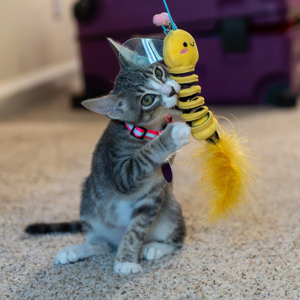 Animal namedCowboy