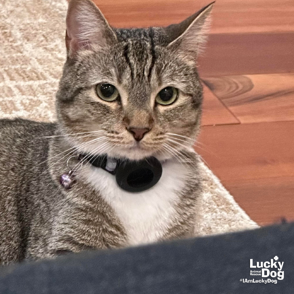 LUCILLE - Domestic Shorthair available for adoption