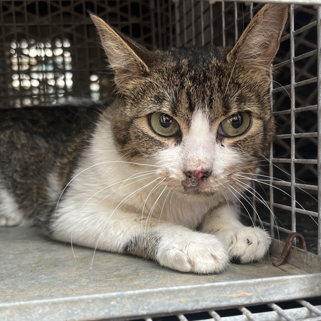 LEVI - Domestic Shorthair available for adoption
