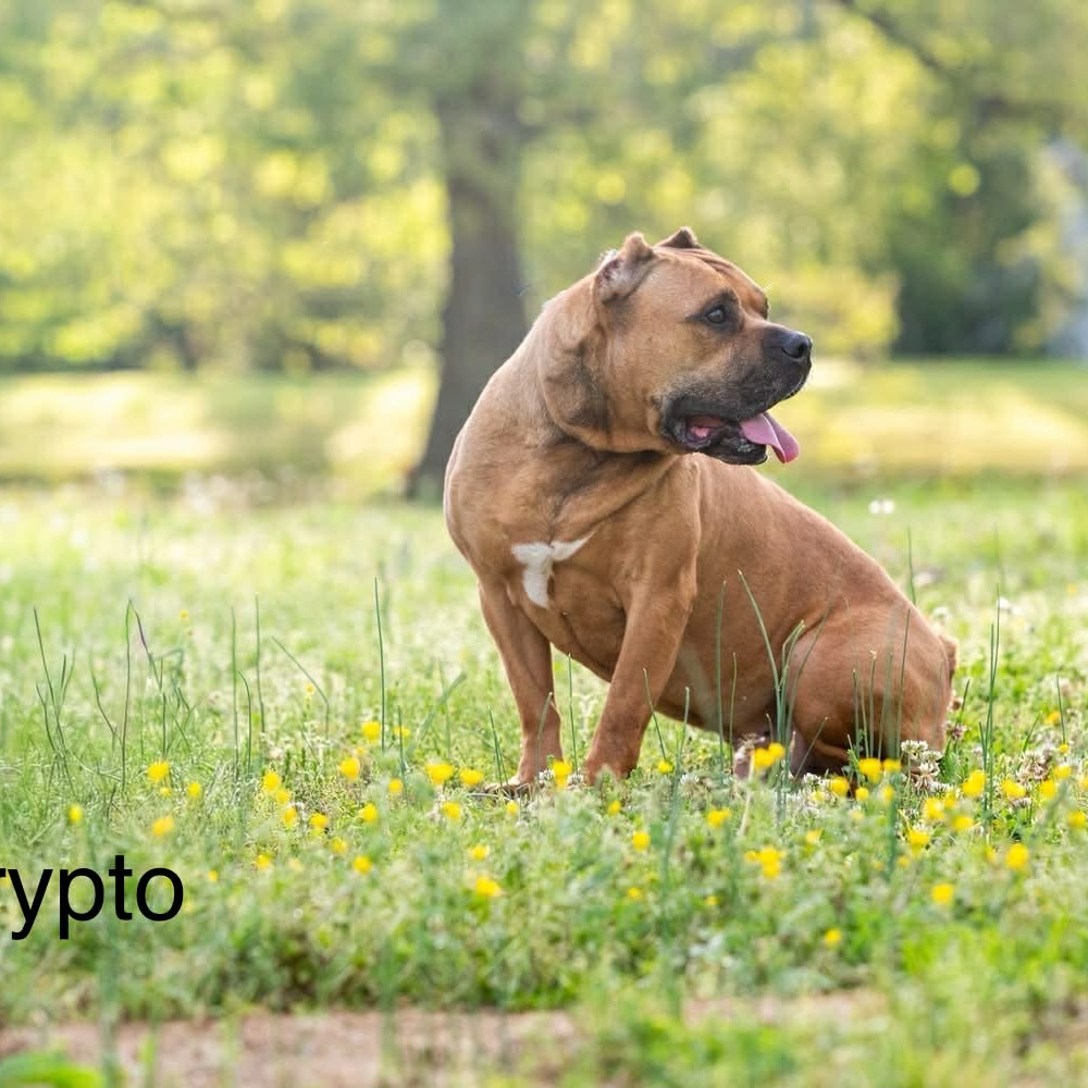 Krypto, photo 2
