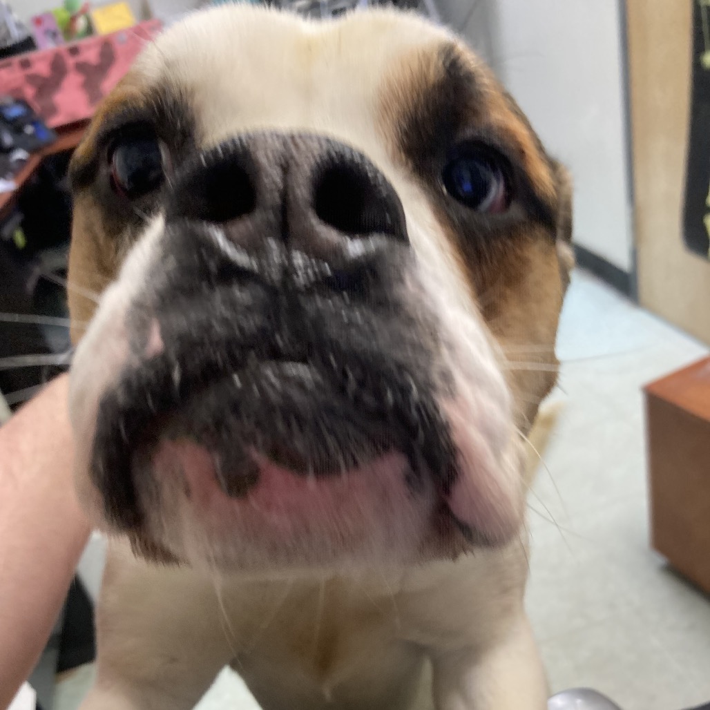 Julius "Orange" Caesar