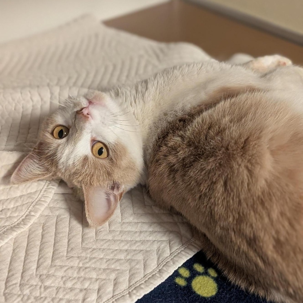 Mocha: Female 37 Domestic Shorthair