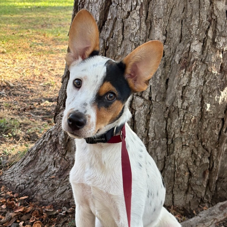 Baxter, photo 8