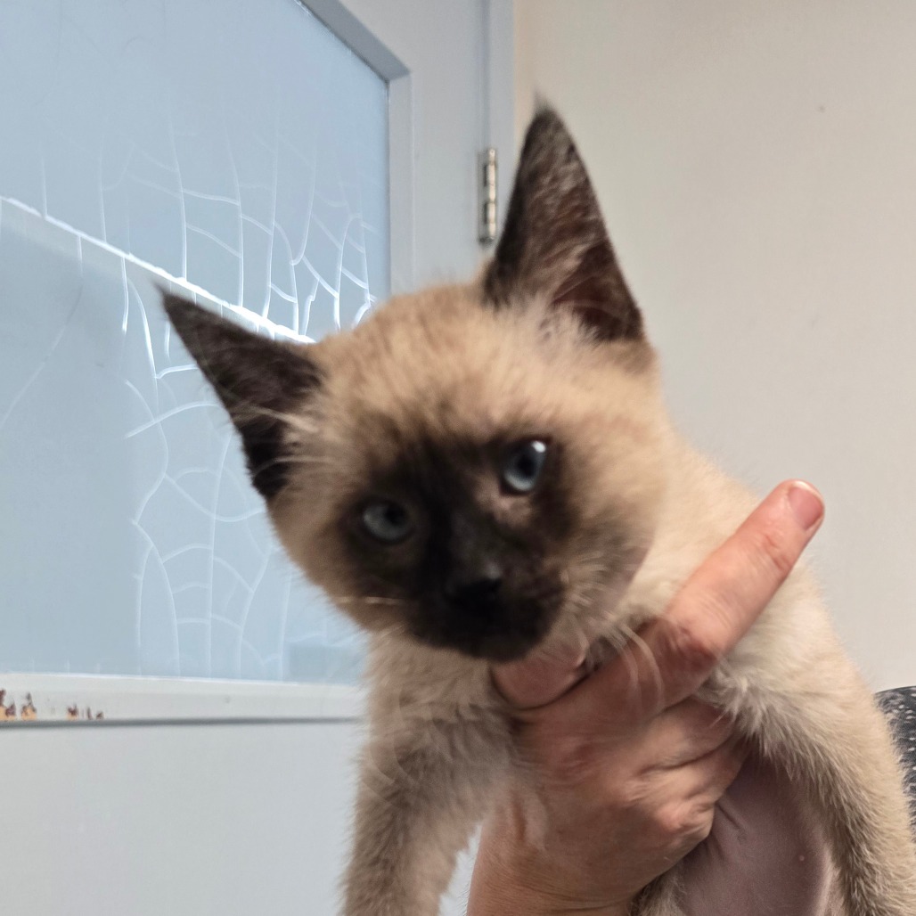 Kriss — thumbnail 2