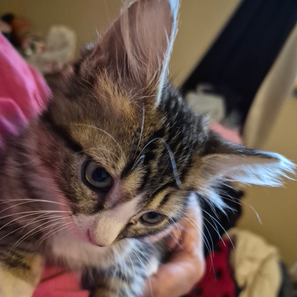 COFFEE - Domestic Shorthair available for adoption