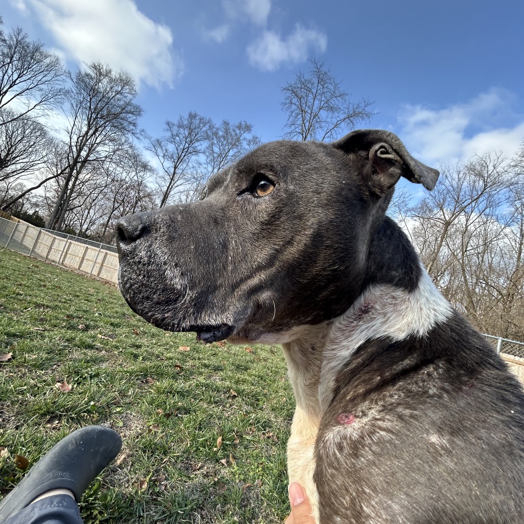 Eeyore — thumbnail 3