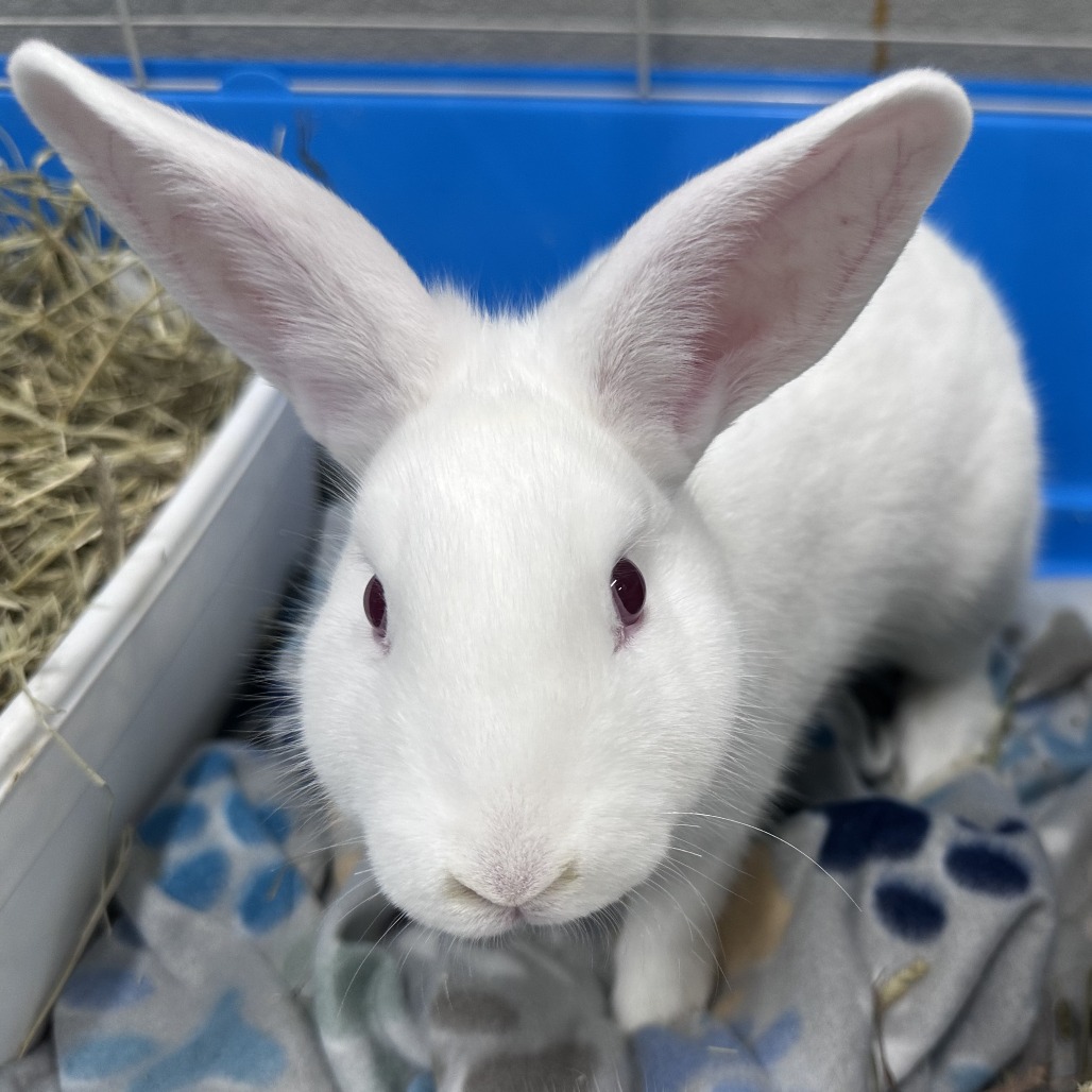 BLIZZARD (AND OLAF) - American Sable / Rex, Mini available for adoption