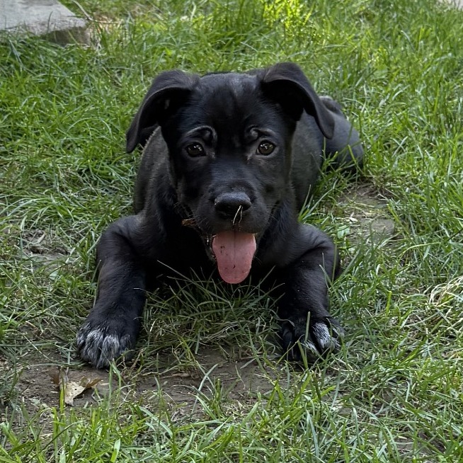 NY Ding Dong (foster in Mahopac NY)