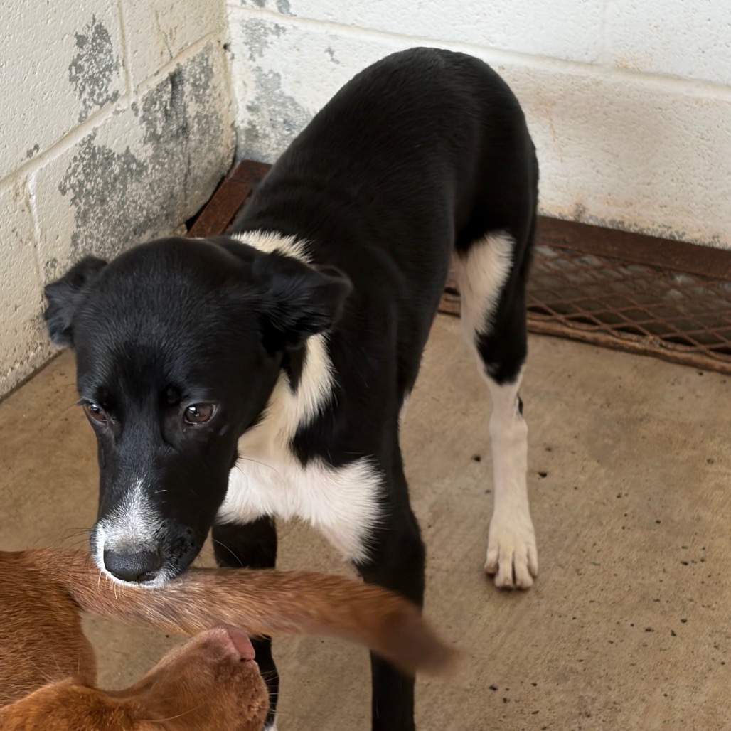NEWT - Shepherd / Mixed Breed (Medium) available for adoption