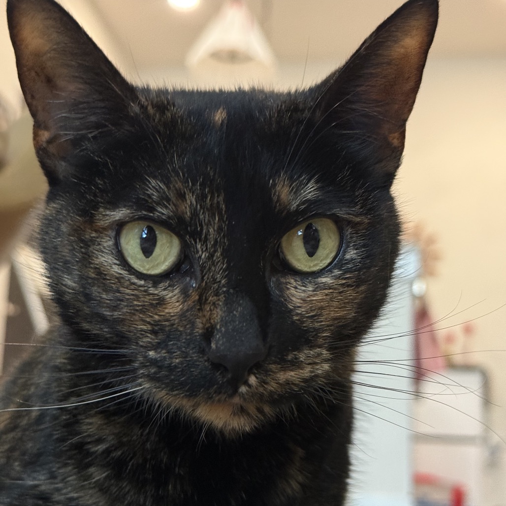 Cookie, photo 16