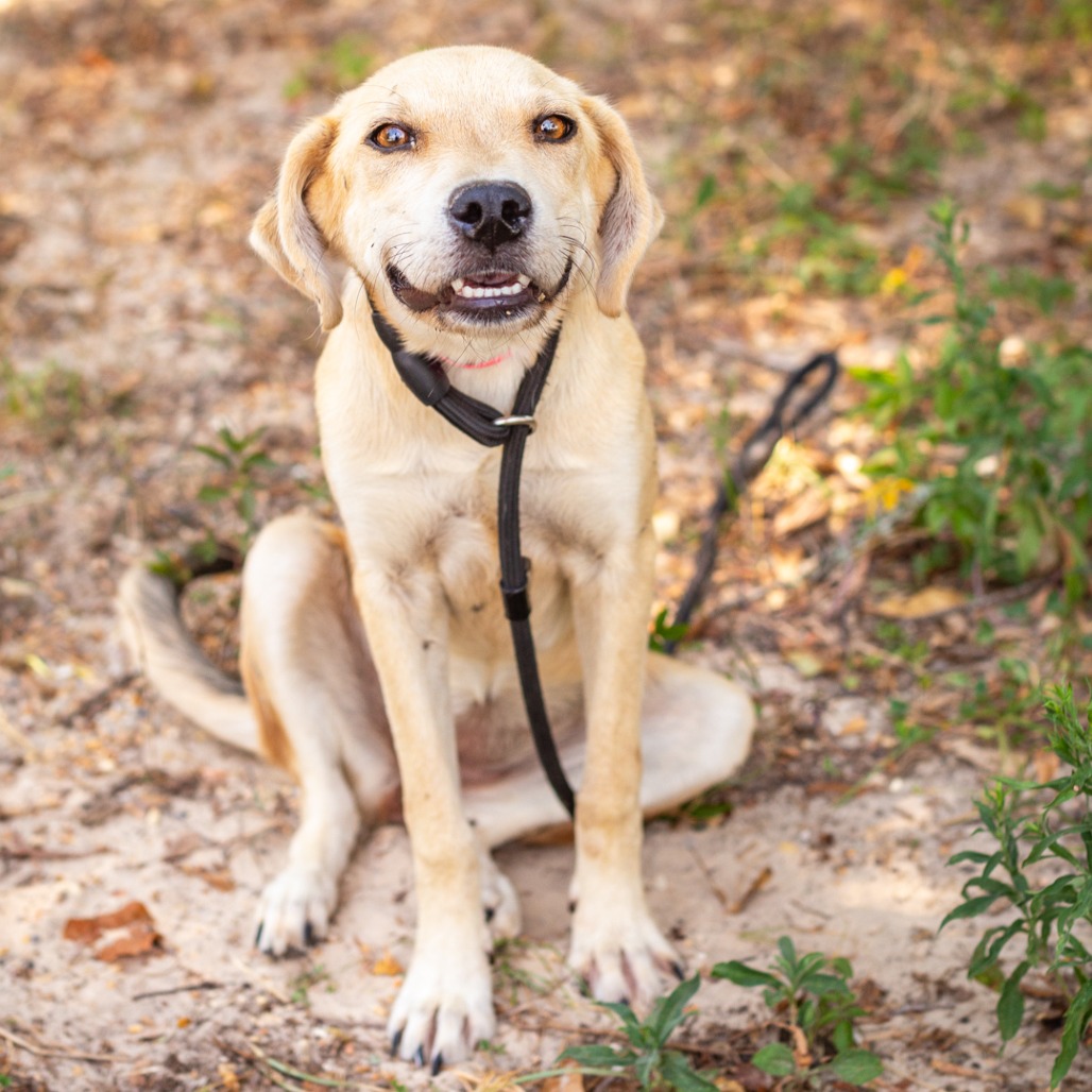 HONEYBUN - Retriever, Labrador / Feist available for adoption