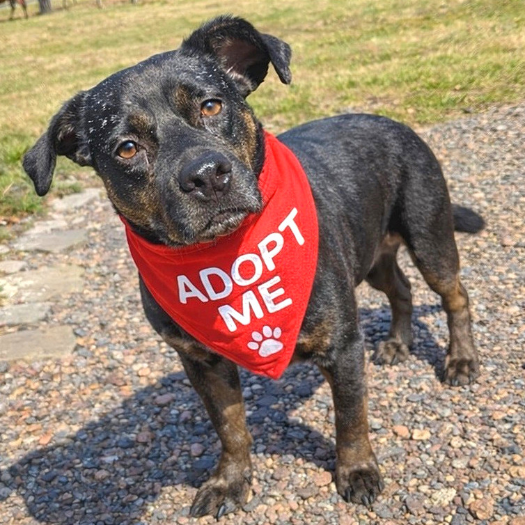 Odin — thumbnail 7